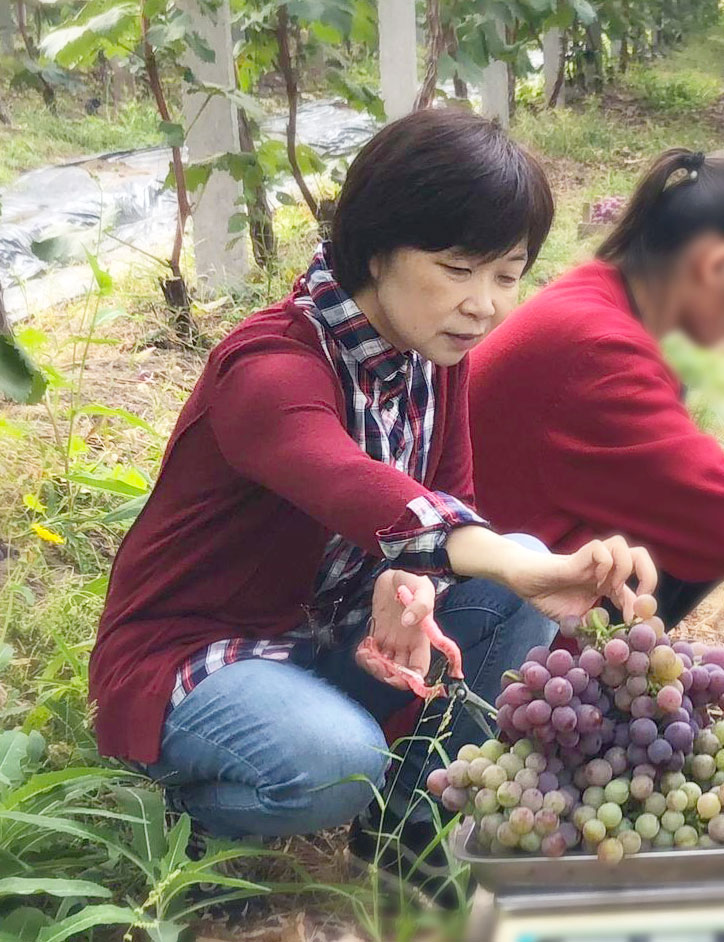 赵月玲